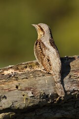 The Eurasian Wryneck (Jynx torquilla) on the old branch up to close.