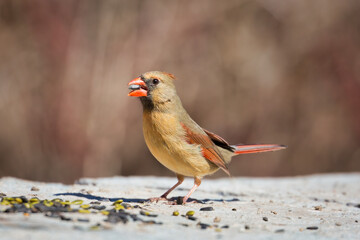 A female Northern Cardinal on a rock in a trail in Mississauga, Canada
