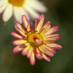 Flowers of Argyranthemum, marguerite daisy endemic to the Canary Islands, pink and yellow garden variety