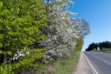 A tree in full blossom growing next to a country road