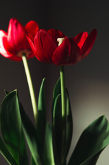 red tulips on black background
