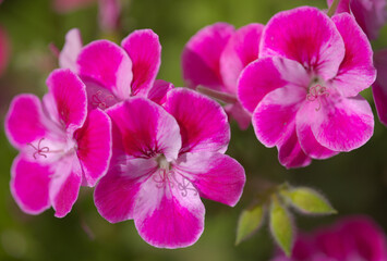 Fototapeta na wymiar Pink hybrid garden Pelargonium, often called Geranium natural macro floral background