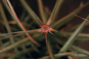 dew on a flower