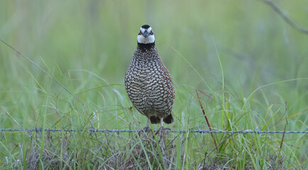 male northern bob white quail (Colinus virginianus) perched on barbed wire fence or fence post 