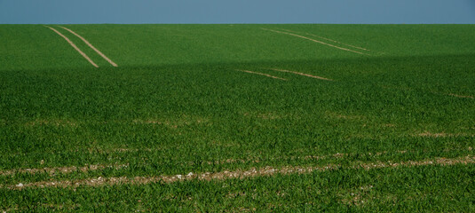 a field with green shoots of early planted spring crop appearing and a bright blue sky 