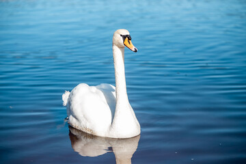 Obraz premium Mute swan (Cygnus olor) Swimming in beautiful blue water in sunny day