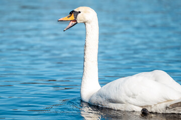 Fototapeta premium Mute swan (Cygnus olor) Swimming in beautiful blue water in sunny day