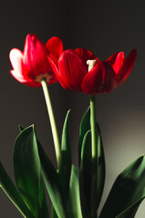 red tulips on black background
