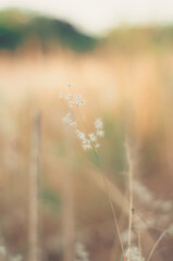 Fototapeta premium fog in the meadow
