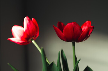tulips