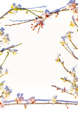 Frame from branches with sakura flowers with shadows on a white background. Place for text, spring layout