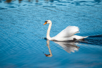 Obraz premium Mute swan (Cygnus olor) Swimming in beautiful blue water in sunny day