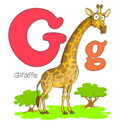 Vector illustration. Alphabet with animals. Big and capital letter G with a picture of a bright cute giraffe