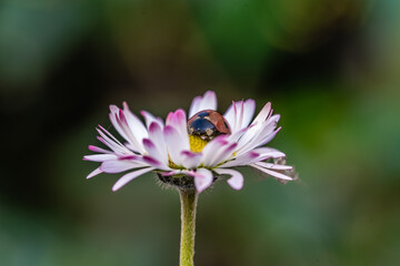 margherita e coccinella