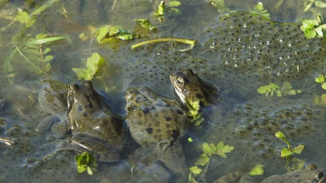 Three frogs in a pond between the frogspawn, Rana temporaria, the frogs are also known as the European common frog or European grass frog. Steady shot.