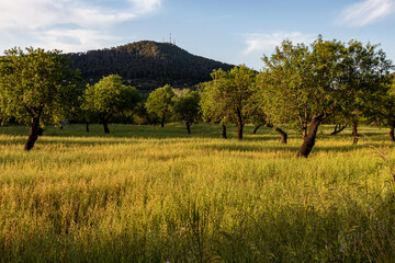 Obraz premium natural landscape in summer in majorca, spain