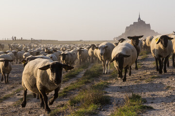 Moutons de pré-salé