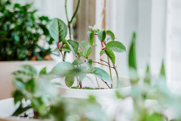 Home plants in pots. Gardening and sustainable living concept. Growing houseplants. Eco hobby.