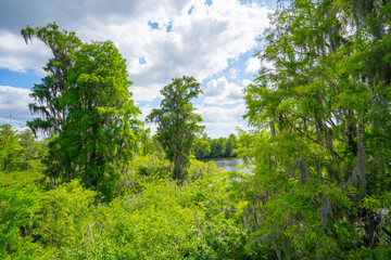 The landscape of Hillsborough river and Lettuce park at Tampa, Florida	

