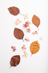 Composition with yellow and brown beech autumn leaves and hydrangea flowers. mockup on white background. top view, close up.