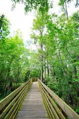 The landscape of Hillsborough river and Lettuce park at Tampa, Florida	
