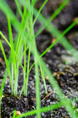 Growing lagurus at home. Young fresh hare tail plant in a pot. Green sprouts in the ground.