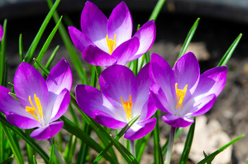 Crocus tommasinianus Ruby Giant macro. Spring purple flowers. Beautiful petals and stamens...