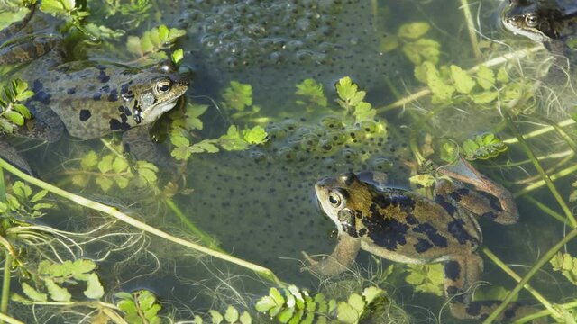 Two frogs looking at each other , Rana temporaria, grayish males, sitting on their spawn in the pond, the frogs are also known as the European common frog. Steady shot.
