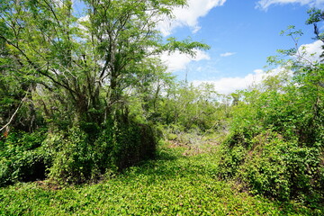 Fototapeta na wymiar The landscape of Lettuce park at Tampa, Florida 