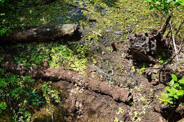 Obraz premium Alligator is hiding in water