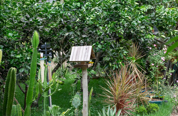 passaro, verde,laranja, limão casa,canario