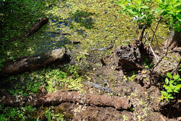The landscape of Hillsborough river and Lettuce park at Tampa, Florida	
