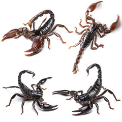 Set of scorpion isolated on white background