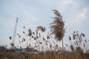 dry reeds by the lake in the village. lots of beige reeds © VikaEmerson