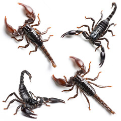 Set of scorpion isolated on white background