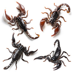Set of scorpion isolated on white background - 425409273