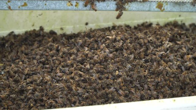 Beekeeper cleaning dead bees from the hive