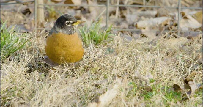 American Robin foraging for worms and insects on a suburban lawn while attacked by a bird tick on its face, engorged and full of blood, the parasitic insect will eventually fall off when full.