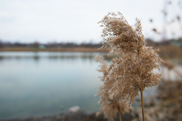 dry reeds by the lake in the village. lots of beige reeds © VikaEmerson