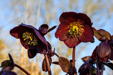 Close up of dark burgundy hellebore blooming in a spring garden on a sunny day
