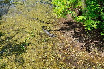 The landscape of Hillsborough river and Lettuce park at Tampa, Florida	