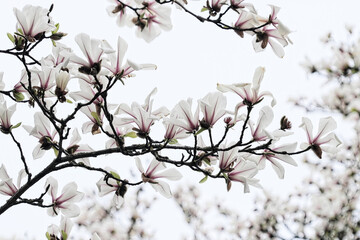 Magnolienblüten