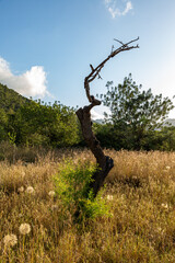 natural landscape in summer in majorca, spain