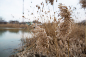 dry reeds by the lake in the village. lots of beige reeds © VikaEmerson