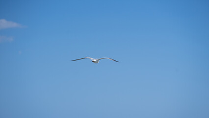 seagull on the beach