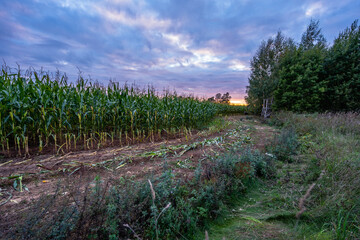 Fototapeta na wymiar Freshly Cultivated Organic Corn Field for Biomass on Cloudy Summer Evening with Sunset Colors - Concept of Nutrition full Vegetables and Renewable Energy for Gas and Fuel.