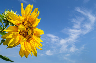 Bright yellow sunflower against the blue sky with clouds. space for text