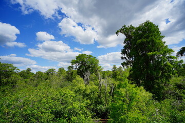 The landscape of Hillsborough river and Lettuce park at Tampa, Florida	