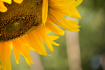 Żółty kwiat słonecznika w ogrodzie - obrazy, fototapety, plakaty