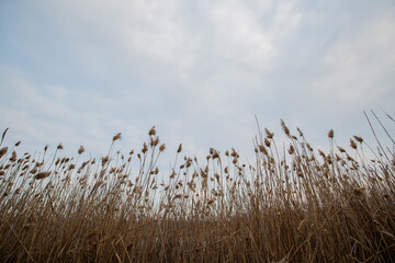 dry reeds by the lake in the village. lots of beige reeds © VikaEmerson